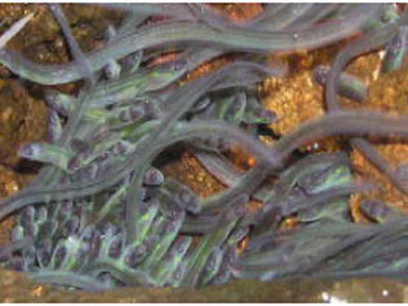 A Frenzy for Glass Eels