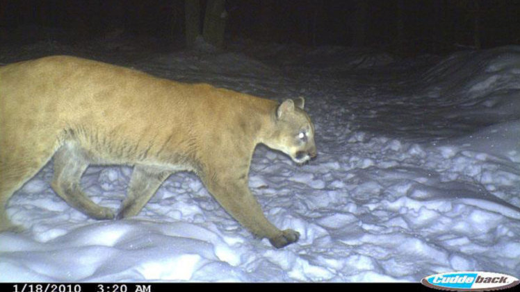 Was It a Mountain Lion? A Guide