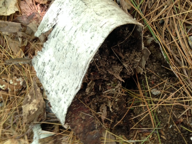 Inside of birch log decomposed