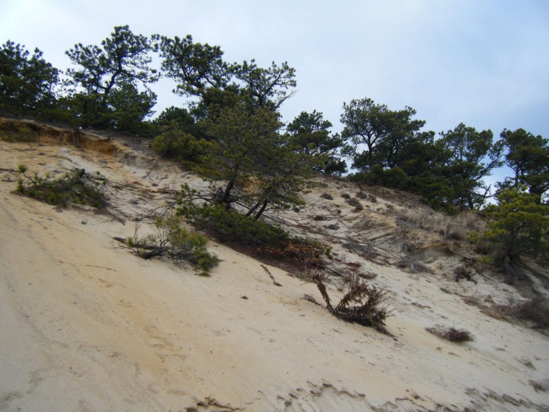 Wind-formed trees hang onto a steep beach on outermost Cape Cod. Photo taken in January 2009.