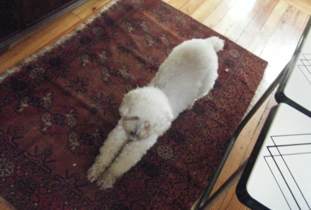 Dogs
