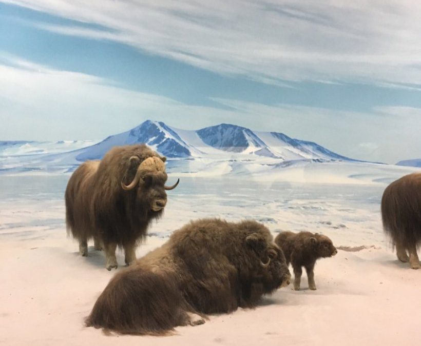 A quick lesson from a musk ox