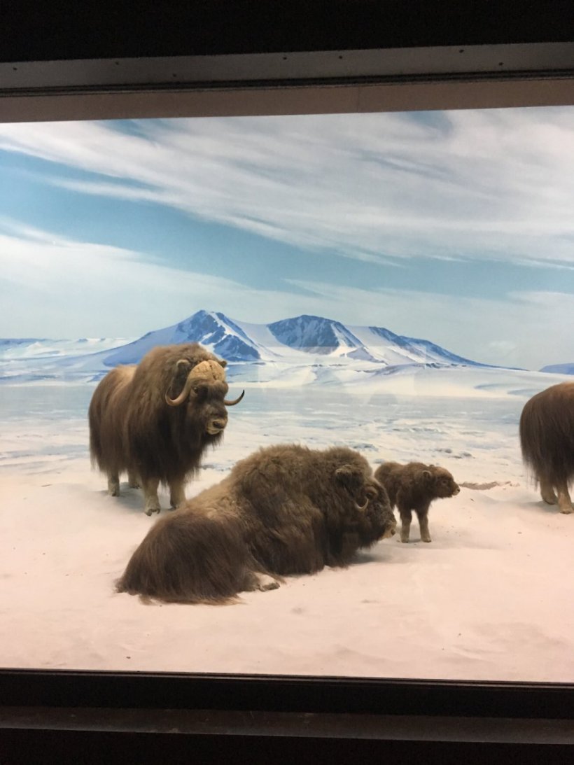 Diorama of musk oxen at the Los Angeles Museum of Natural History