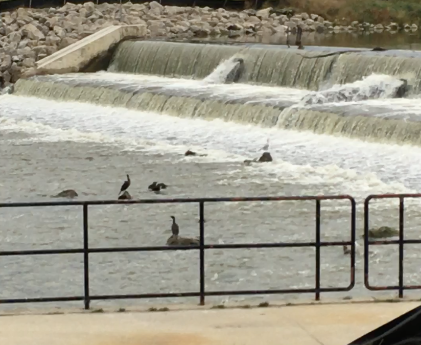 Birds on the Flint River