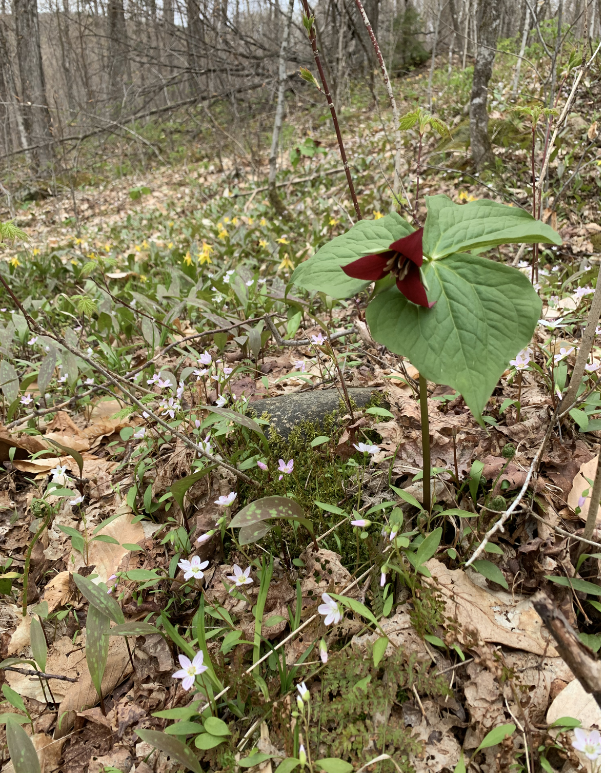 Spring bursts out