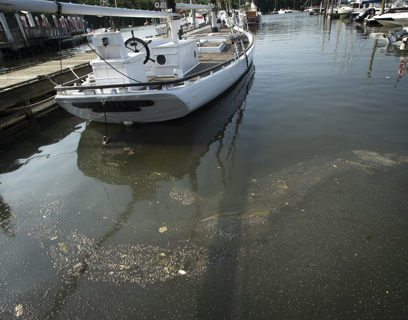 Dead Fish, Condoms, Brown Foam: Sewage Has Chokehold On Black Rock Harbor